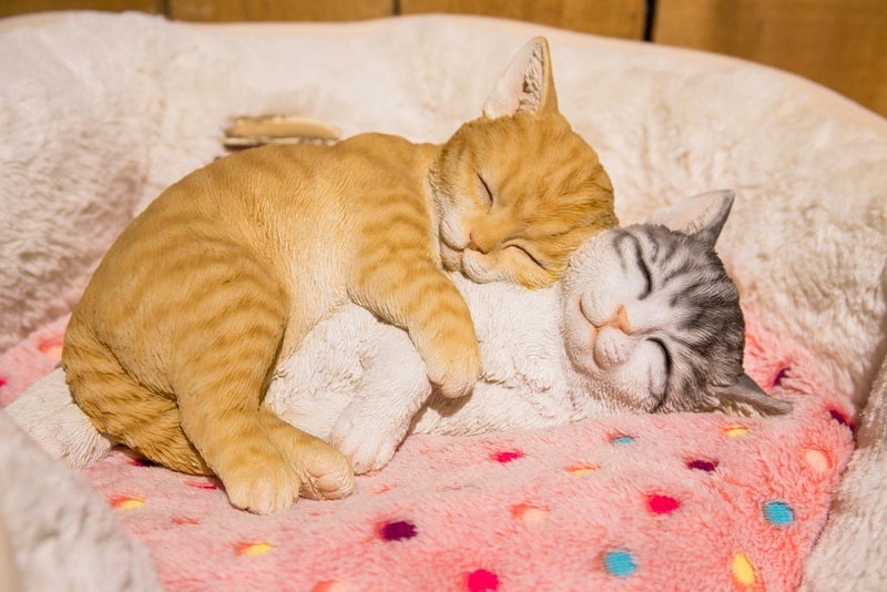 Adorable Cat Naps: Orange and Grey Tabby Cats Sleeping