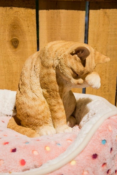 Cat American Shorthair Washing Orange Tabby Figurines - Playful Decor for Cat Lovers